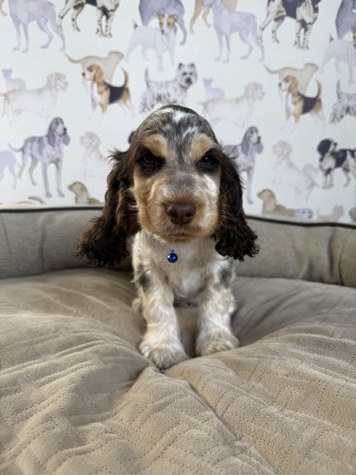 Puppy 3