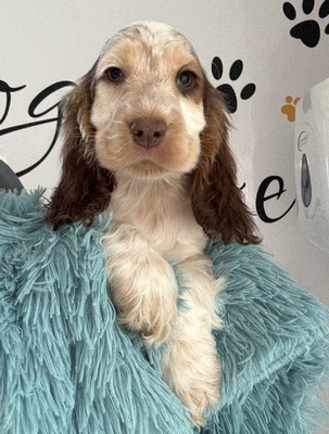 Pup 1