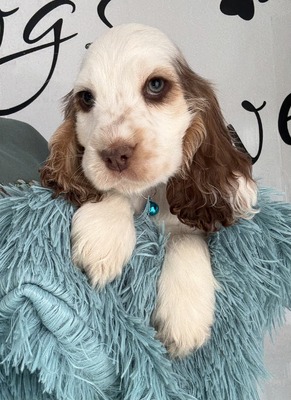 Pup 2