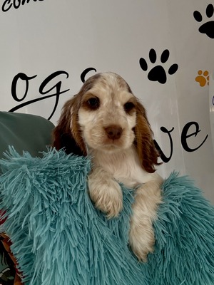 Pup 3
