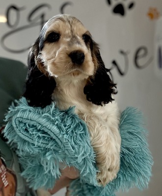 Pup 4