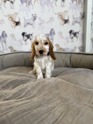 Puppy 7
