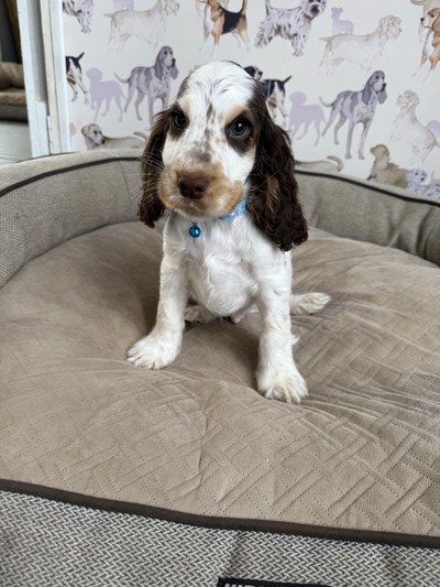 Puppy 6