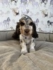 Puppy 3