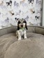 Puppy 1