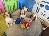 Pup 5