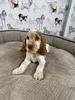 Puppy 4