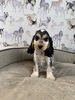 Puppy 5
