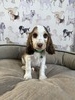 Puppy 2